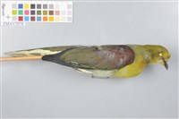 藏品(綠鳩)的圖片